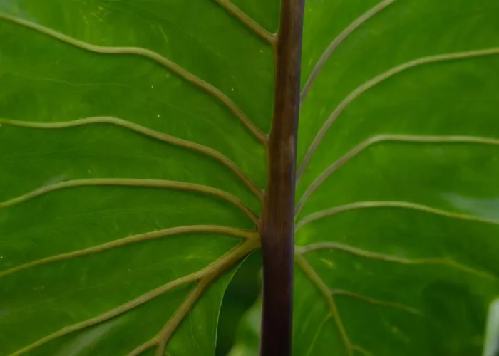 Ceiba Gasthuis 3*