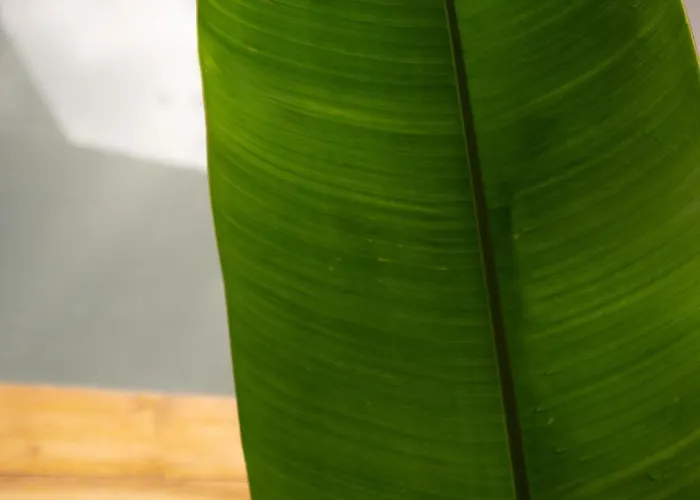 Casa de hóspedes Ceiba Uluwatu